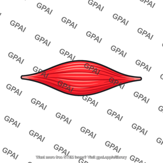 Spindle shaped muscle