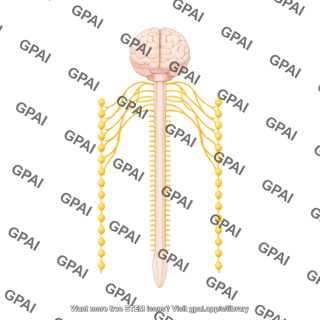 Sympathetic nervous system schematic 2