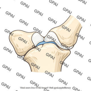 Carpometacarpal joint of thumb