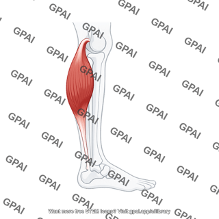 Gastrocnemius muscle lateral on leg