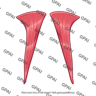 Palatopharyngeus muscle