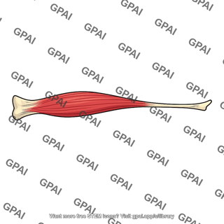 Extensor pollicis longus muscle