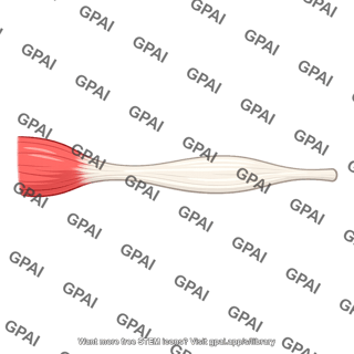 Biceps tendon