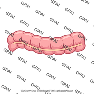 Transverse colon distal one third