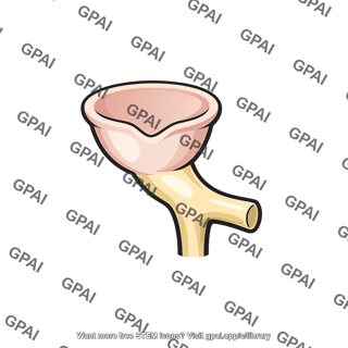 Renal calyx