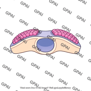 Neural crest