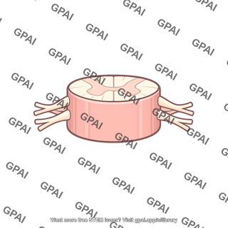 Spinal cord segment