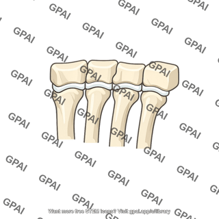 Tarsometatarsal joint