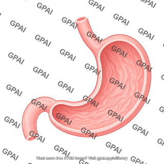 Stomach cross section 2
