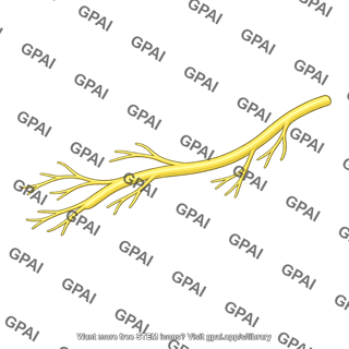 Perineal nerve