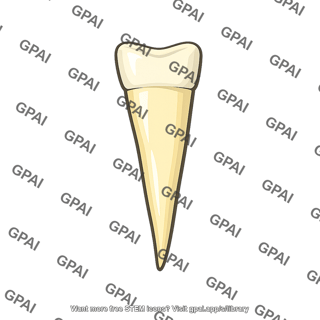 Tooth
