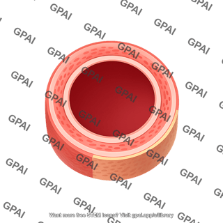 Artery cross section 3d