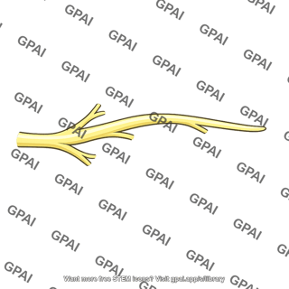 Anterior ram us