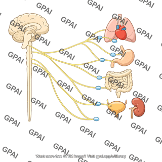 Parasympathetic division