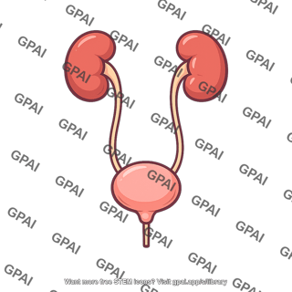 Urinary tract