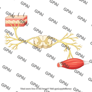 Somatic nervous system