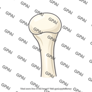 Mandibular head