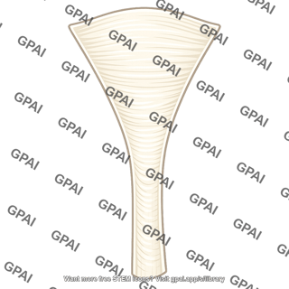 Posterior longitudinal ligament