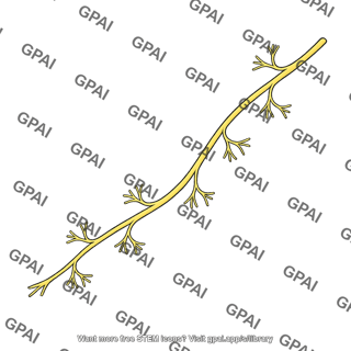 Intermediate dorsal cutaneous nerve
