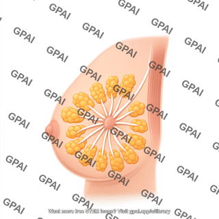 Breast anterior view