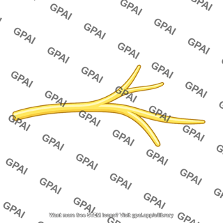 Branching nerve