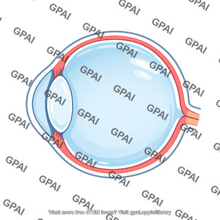 Eye cross section