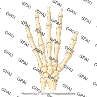 Hand bones posterior