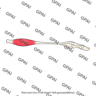 Extensor indicis