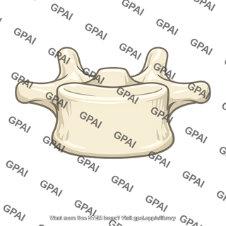 Lumbar vertebra