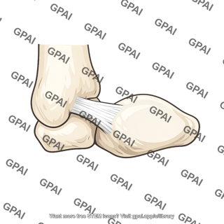 Deltoid ligament anterior tibiotalar part