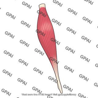 Brachioradialis muscle