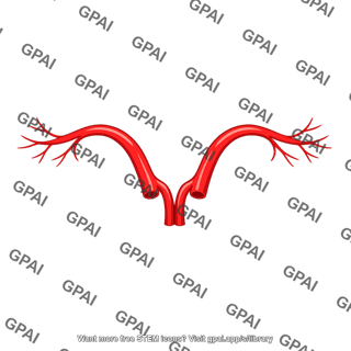 Inferior phrenic artery