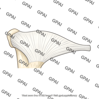 Common extensor origin
