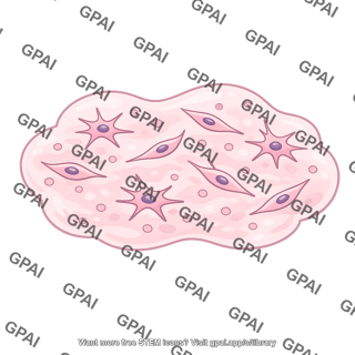 Mesenchyme