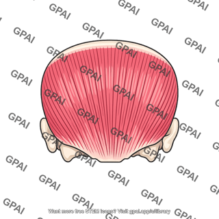 Occipitofrontalis occipital belly