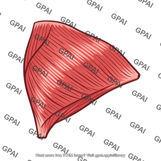 Gluteus maximus