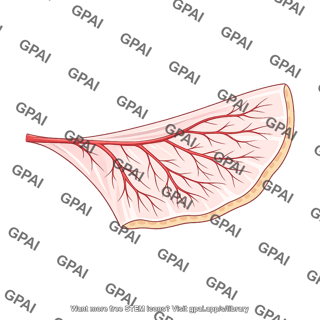 Mesentery of small bowel