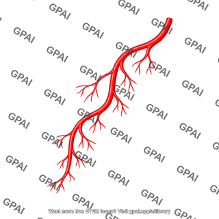 Branching artery