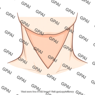 Muscular triangle