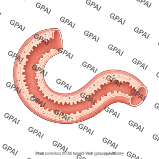 Duodenum cross section