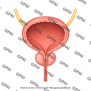 Bladder male full no urine editable 9