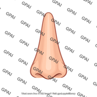 Nose dorsum