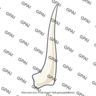 Superior horn hyoid bone