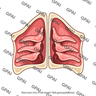 Stylized nasal cavity