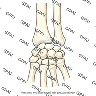 Wrist skeleton