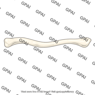 Clavicle
