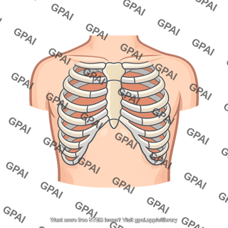 Anterior chest wall