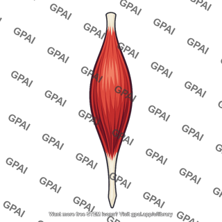 Spindle shaped muscle