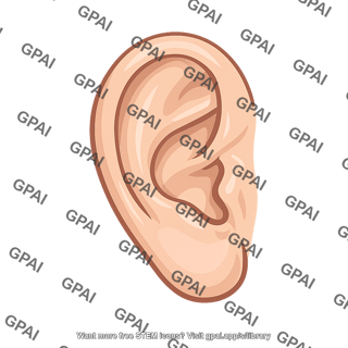 Ear