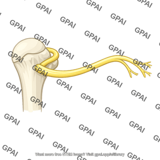 Axillary nerve